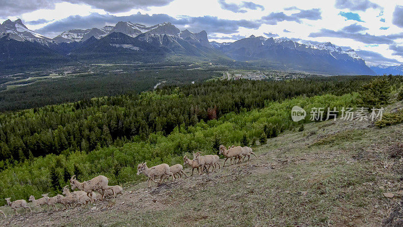 落基山大角羊(Ovis canada)风景